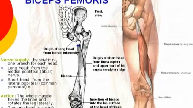 90 L Limb Biceps femoris د أحمد كمال смотреть онлайн