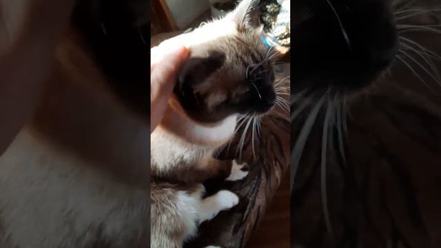 #лунка #любимка #тайская #игра #кот #животные #красота