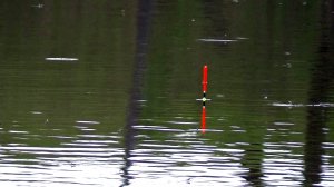 Рыбалка 14 мая на карася упешная