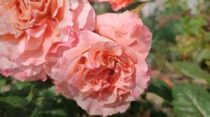 Роза Августа Луиза в Подмосковье