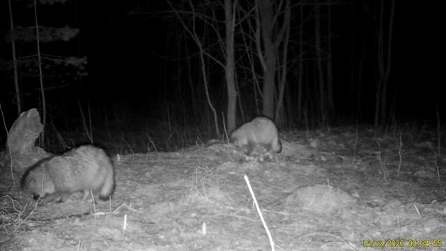 Nyctereutes procyonoides; kährik; Raccoon dog смотреть онлайн
