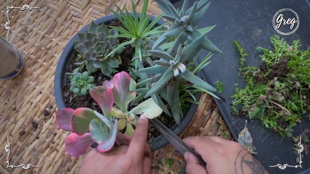 045 | A Dish of Various Succulents | Weeding смотреть онлайн
