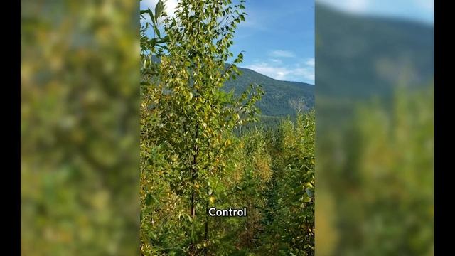Year 10 Update - Overcoming Deciduous Brush With RTI Gilbert Smith Pak PHP смотреть онлайн