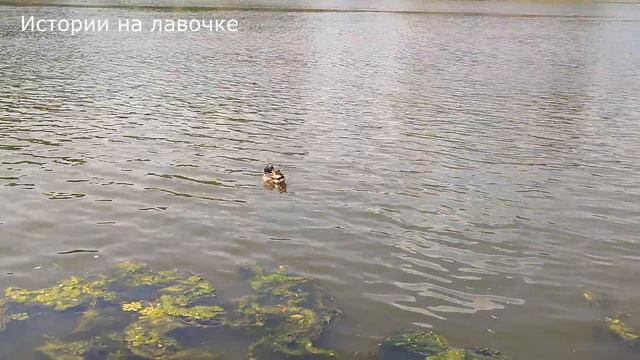 ❤️ Свекровь была в ответе за невестку. Но когда муж вернулся из командировки, то был ошарашен смотреть онлайн