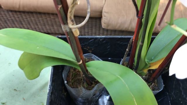 ORCHID CARE: WHY IS MY ORCHID DYING? YELLOW LEAVES /Shirley Bovshow смотреть онлайн