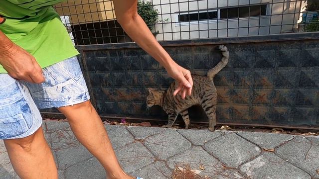 Cat standing on two legs like a human so that i can pet her more easily смотреть онлайн