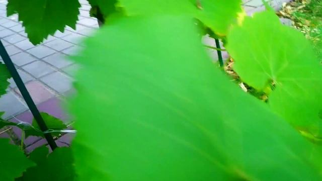 ВИНОГРАД на ДАЧЕ/ Сорта ШОКОЛАДНЫЙ и КОДРЯНКА смотреть онлайн