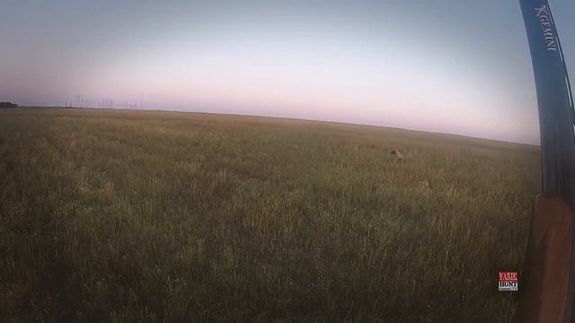 Quail hunting?ОХОТА НА ПЕРЕПЕЛА С ДРАТХХАРОМ АЛЬКОЙ?Оружие марки Beretta со стволами 660 12 калибр смотреть онлайн