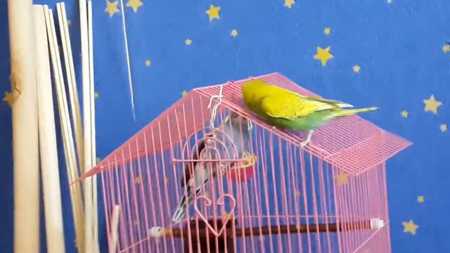 Знаклмство Рубика и Ники 2 смотреть онлайн