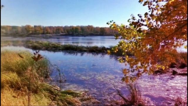 Звук пения Оляпки.Водяной воробей.#soundofOlyapka#ОляпкаПение #Оляпка#Релаксация##Relaxsounds