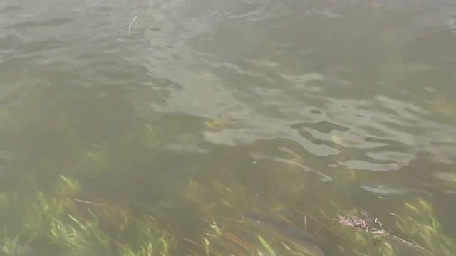 Половодье на Ахтубе (часть 1) смотреть онлайн