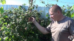 Урожай малины сорт Глен Кое