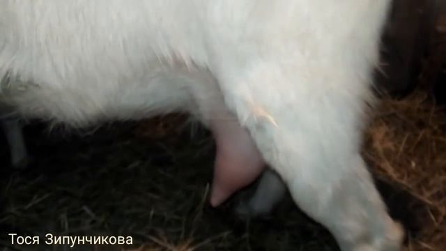 Очередной окот козы. смотреть онлайн