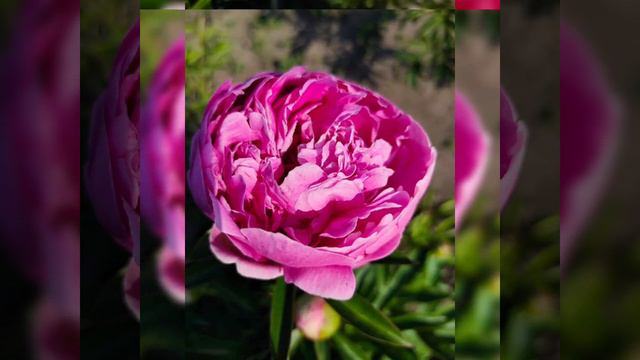#peonyflower Alexander Fleming смотреть онлайн