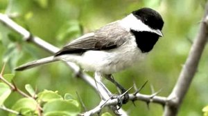 Голоса птиц Как поёт Пухляк(буроголовая гаичка)