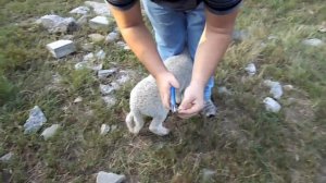 Docking Lambs Tails with Elastrator Part 2