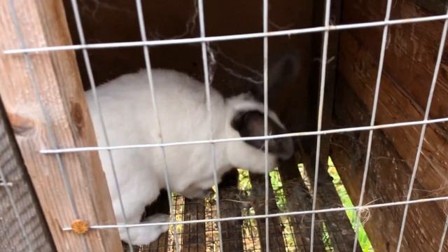 Окрол, смешанные породы/ Кролик рахит/ Впервые в моем хозяйстве смотреть онлайн