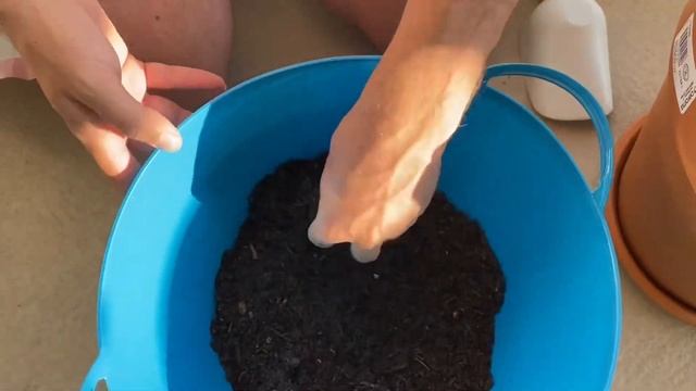 ПЕРЕСАДИМ КРОТОН ВМЕСТЕ смотреть онлайн