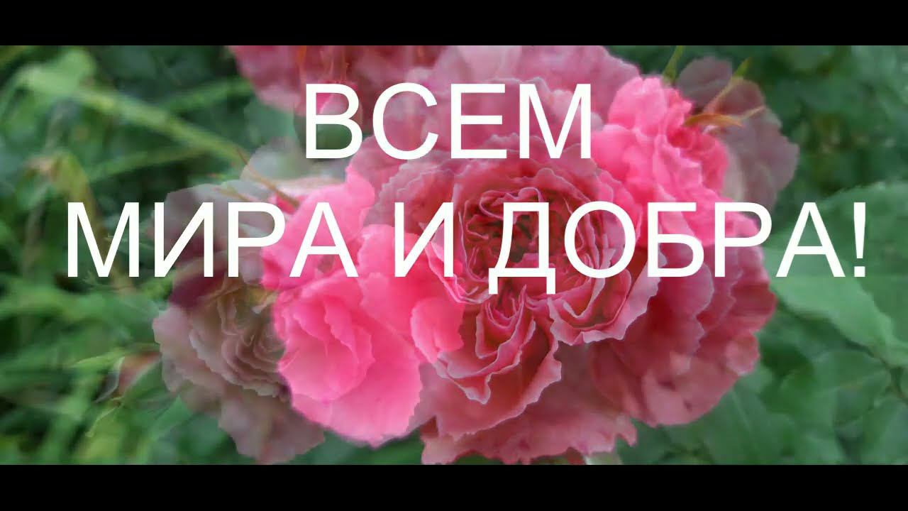 Розариум Ютерсен смотреть онлайн