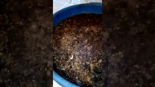 Хурма было посеено 20 го ноября одна семечка всходы есть тотже день был посеено несколько грана гра смотреть онлайн