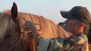 Как завязать верёвочный недоуздок на лошади