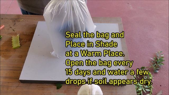 How To Grow Camellias From Cuttings: / Camellia Propagation From Cuttings