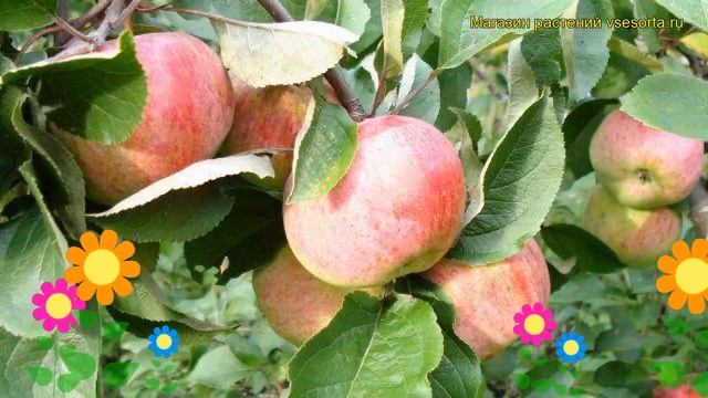 Яблоня Зимнее наслаждение. Краткий обзор, описание характеристик malus domestica Zimnee naslazhdeni смотреть онлайн