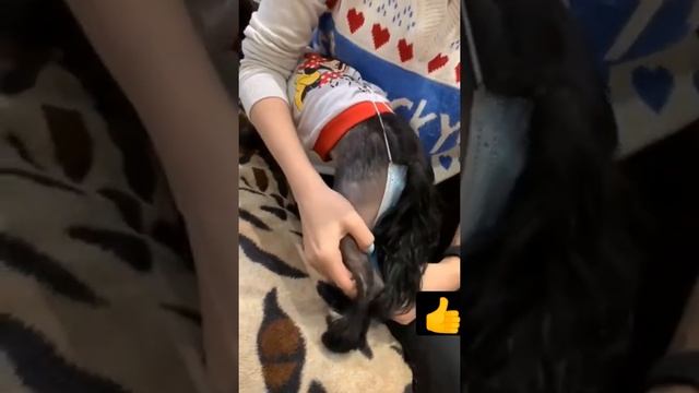 ЛАЙФХАК. У СОБАКИ ТЕЧКА #лайк #животные #подписка #tiktok #лайфхак смотреть онлайн