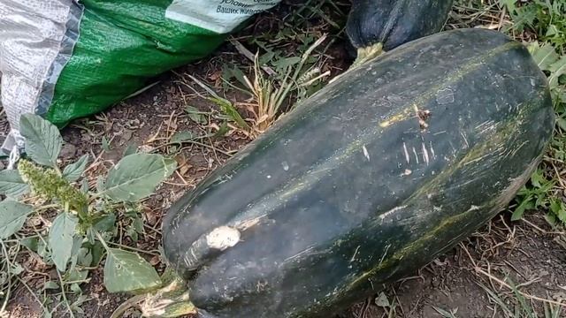 ВЛОГ Огород | Копаем картошку | Открытый грунт смотреть онлайн