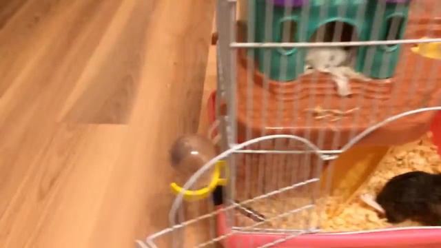 Рум Тур по клетки хомяка🐹🐹🐹где живёт мой хома смотреть онлайн