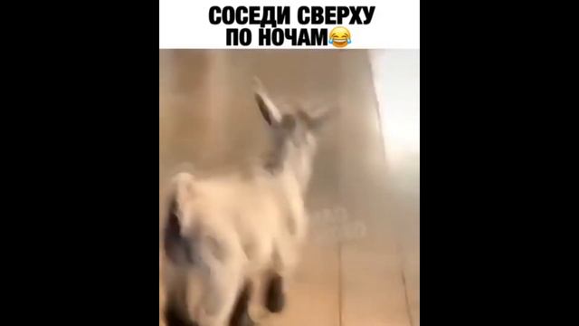 Fanny Animals (#8)     Забавные животные (#8)