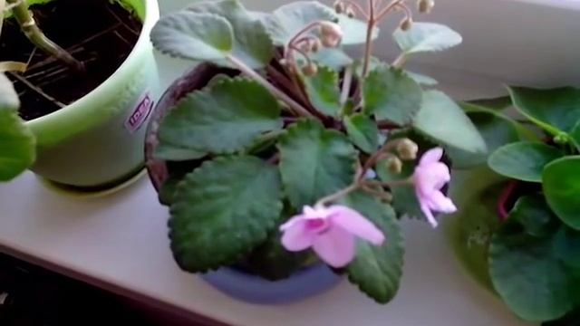 Домашняя фиалка.Фиалка уход в домашних условиях смотреть онлайн