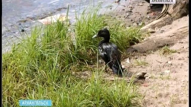 Названы предварительные причины появления на Северной Двине мазута смотреть онлайн