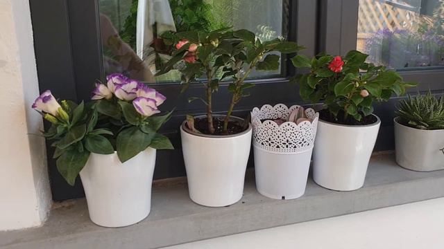 я нашла его 🤗 и купила, красавиц Барбарис .укореняю листы бегонии . смотреть онлайн