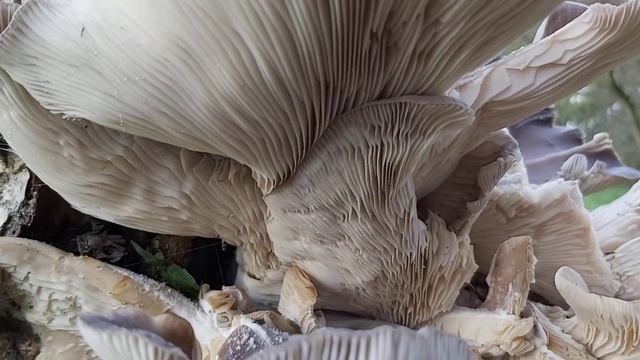 Boczniak ostrygowaty (Pleurotus ostreatus) - 03.11.2020, Nowa Huta, Kraków. смотреть онлайн