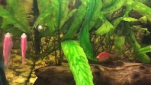 Болезни аквариумных рыб. Опухоль у аквариумных рыбок! Опухоль на брюшке у тернеции. Невыжила!