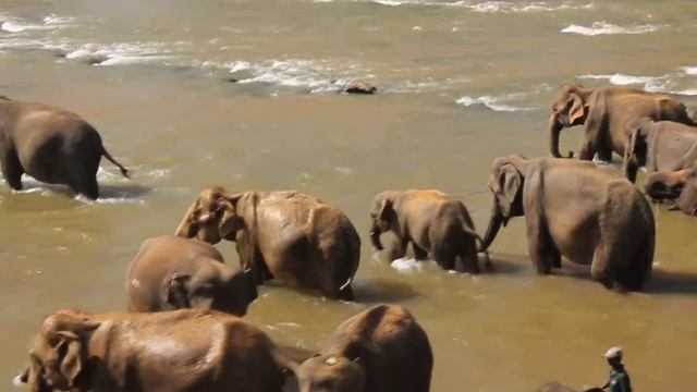 Пиннавела, Шри Ланка, купание слонов смотреть онлайн