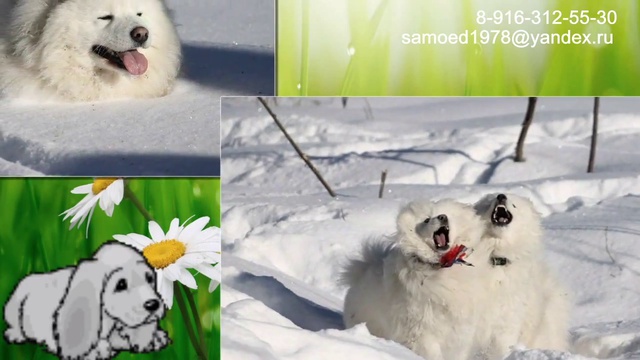 ЩЕНКИ САМОЕДЫ (19.02.2015) смотреть онлайн