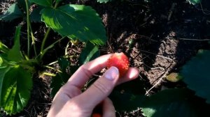 Клубника кимберли  Сравним вкус. Земляника крупноплодная