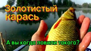 Золотистых карасей такого размера ловлю в первый раз! Рыбалка на карася. Поплавок