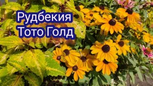 Красивый и неприхотливый однолетник. Рудбекия низкорослая Тото Голд