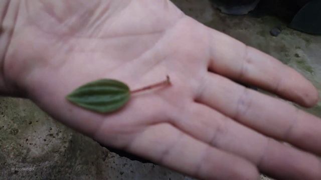 How to propagate Peperomia caperata Rosso / gardening смотреть онлайн