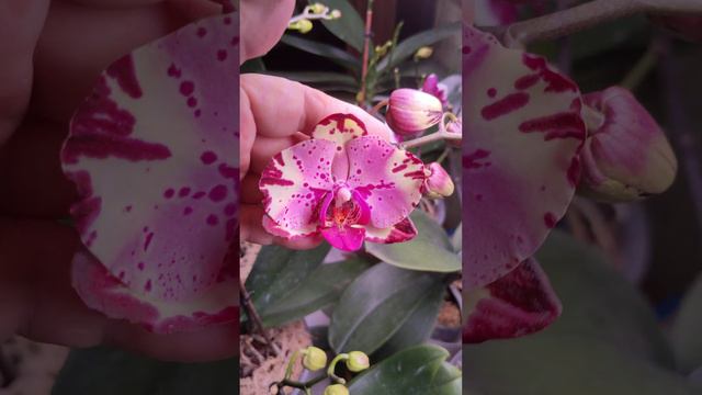 Орхидея фаленопсис Tiara (Тиара).