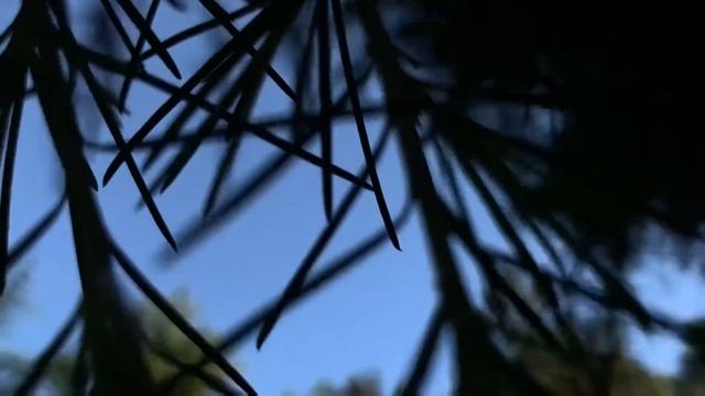 Кедр гималайский. Дендрологический Парк санатория 