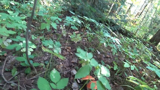 Супер ГРИБАЛКА 2022 смотреть онлайн