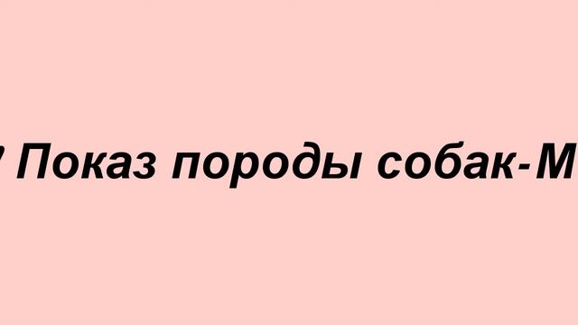 Обзор породы собак мопс.(фотографии) смотреть онлайн