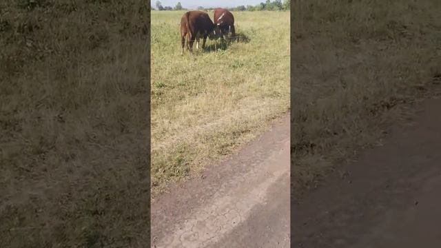 Как работает электропастух смотреть онлайн