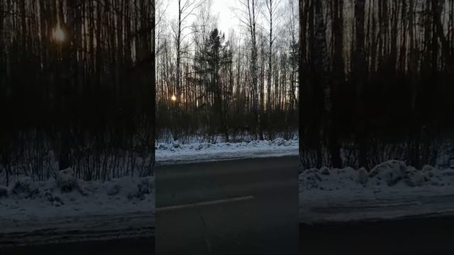 Встреча с лосями. 12.12.2020.Рыбинск.#Рыбинск#Лоси#зима# смотреть онлайн