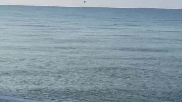 Дельфины в Абхазии