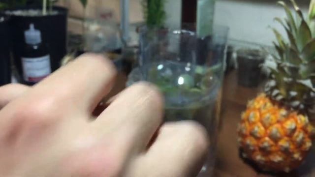 Как вырастить АНАНАС!!! ДВА МИНИКА!!! смотреть онлайн